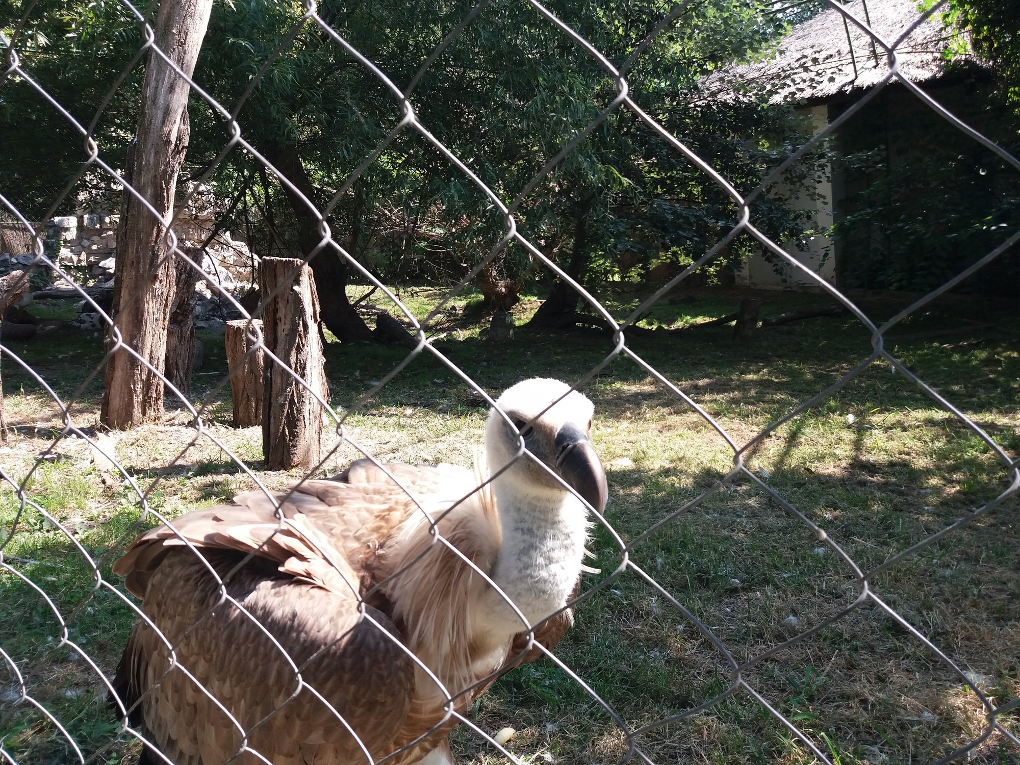 Zoo vrt Palić — fotografija