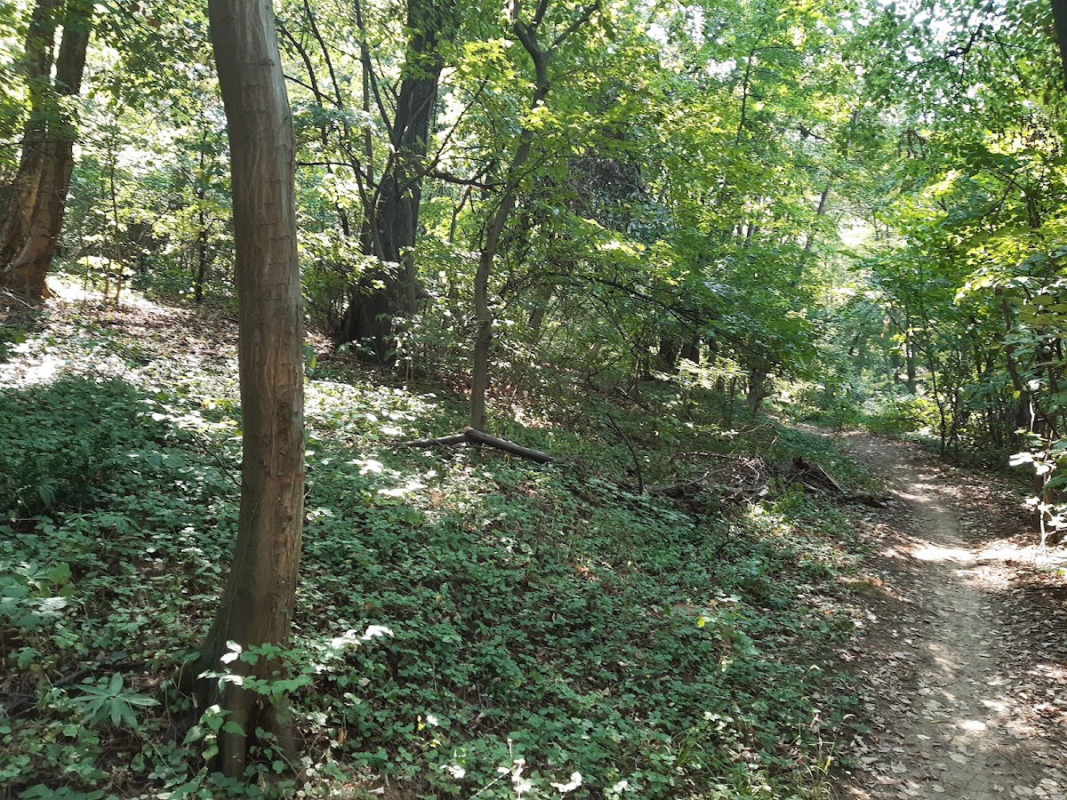 Байк-парк Косутняк — фото