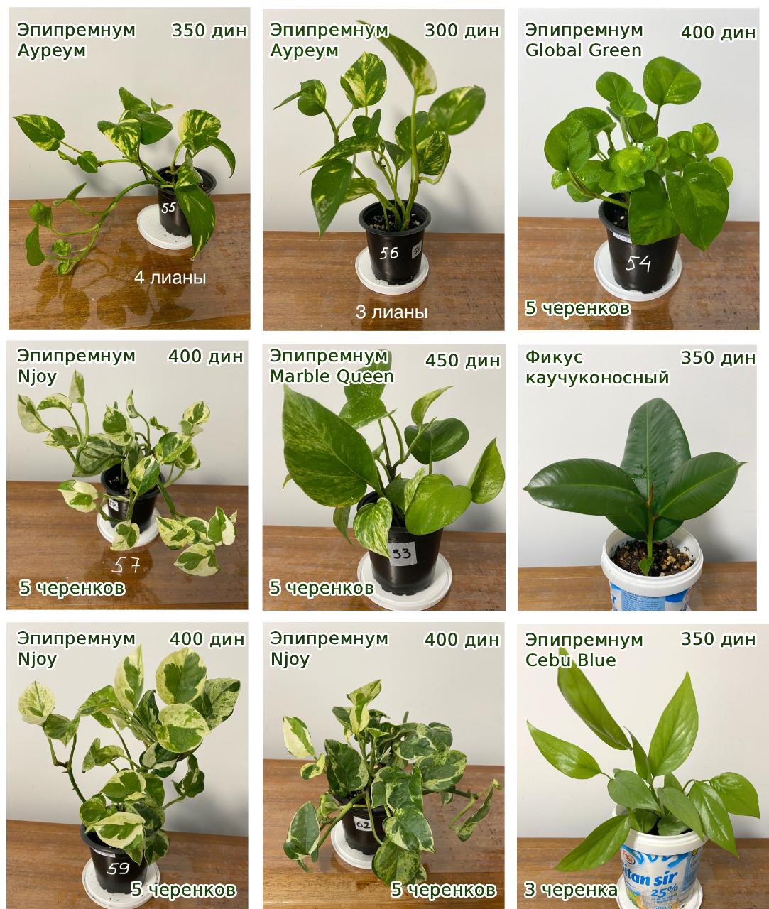 I will sell rooted cuttings of indoor plants • Epipremnum Aureum • Epipremnum Njoy • Epipremnum Marble Queen • Epipremnum Global Green • Ficus Elastica • Epipremnum Cebu blue Price and plant numbers — photo